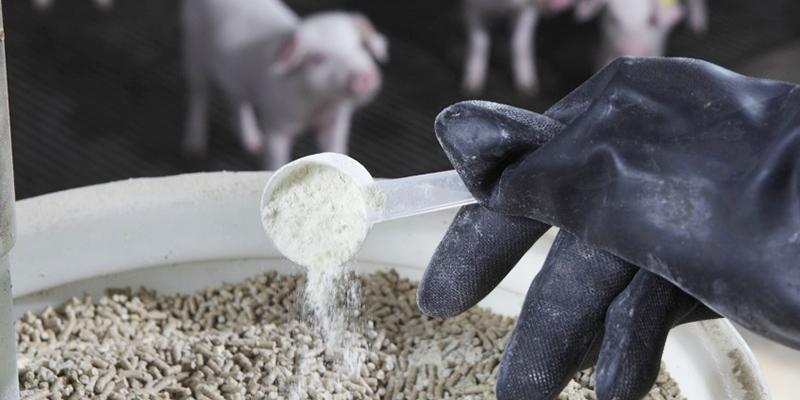 pig-feed-additives.jpg